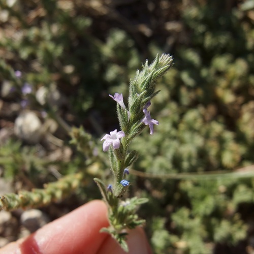 Fort Huachuca Vervain (Verbena gracilis)