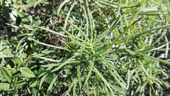 Senecio linifolius