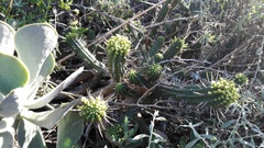 Euphorbia mammillaris