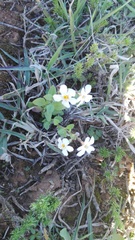 Chaenostoma campanulatum