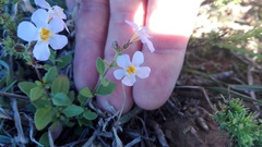 Chaenostoma campanulatum