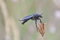 Dasypogon