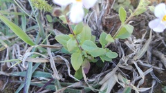Chaenostoma campanulatum