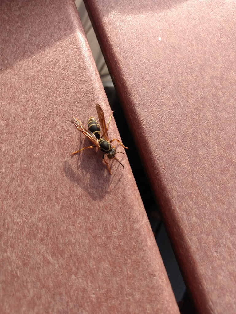 Northern Paper Wasp from Clearwater Lake, Crow Wing County, MN, USA on ...