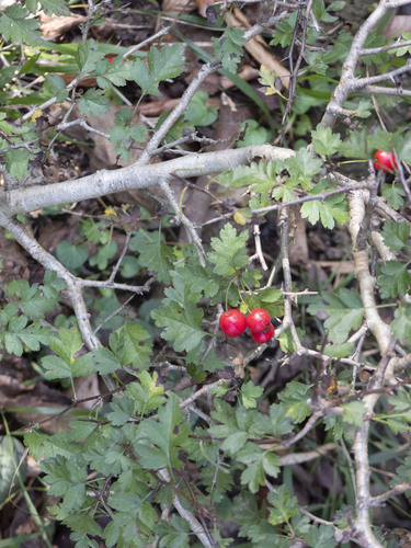 Small-leaved hawthorn