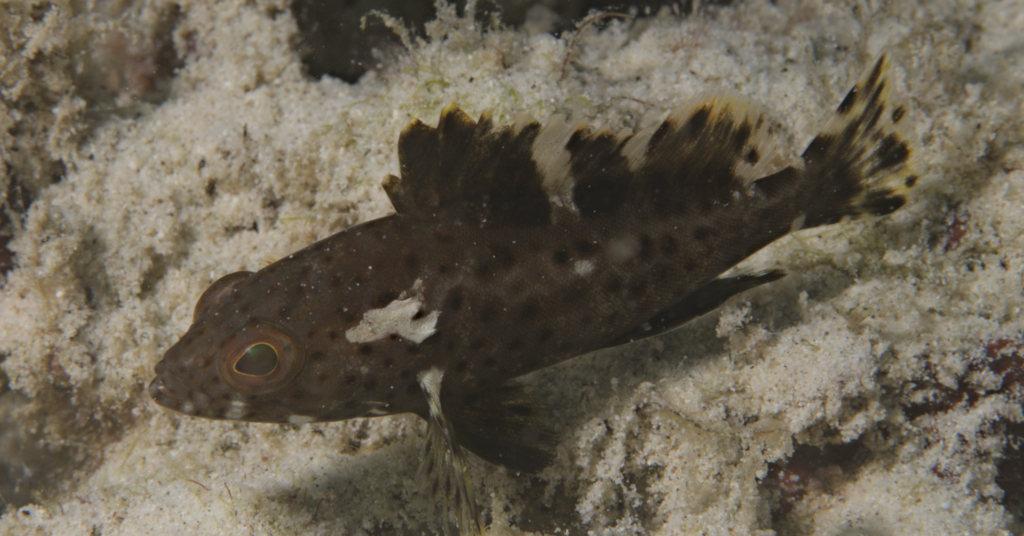 Long-spine Rock Cod (Epinephelus longispinis)