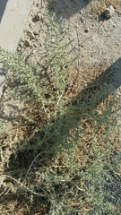Cornulaca aucheri