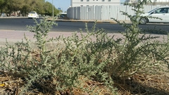 Cornulaca aucheri
