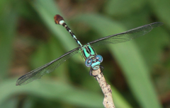 Erpetogomphus eutainia