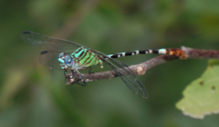 Erpetogomphus eutainia
