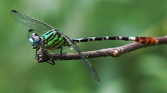 Erpetogomphus eutainia