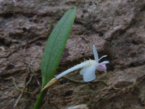 Dendrobium albiflorum Ridl. 4