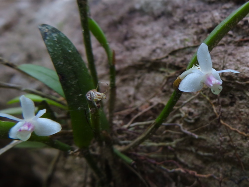 Dendrobium albiflorum Ridl. 3