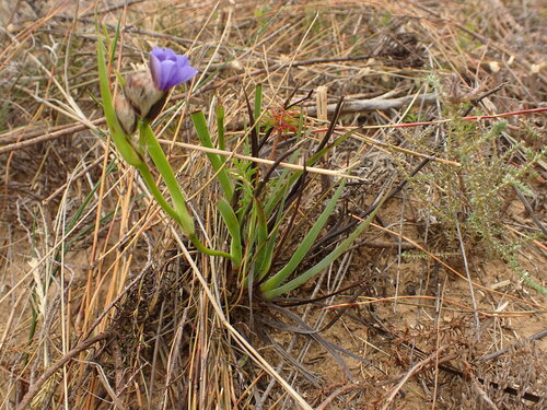 Image of Aristea africana by (c) agujaceratops, some rights reserved (CC BY)
