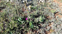 Senecio ruwenzoriensis