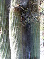 Cephalocereus senilis