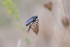 Dasypogon