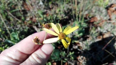 Senecio ruwenzoriensis