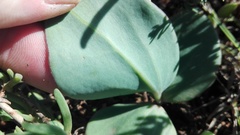 Senecio ruwenzoriensis
