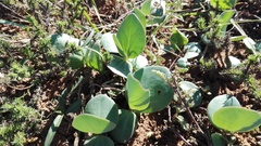 Senecio ruwenzoriensis