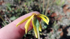 Senecio ruwenzoriensis