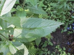 Uroleucon eupatoricolens