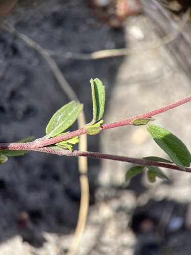Image of Hermannia hyssopifolia by (c) Charleen Brunke, some rights reserved (CC BY)
