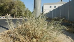 Cornulaca aucheri