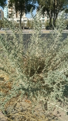 Cornulaca aucheri