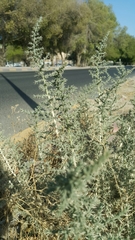 Cornulaca aucheri