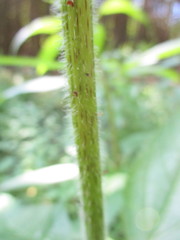 Uroleucon eupatoricolens