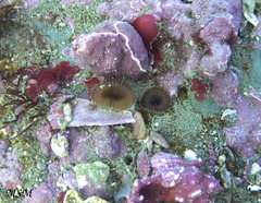 Myxicola
