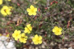 Fumana ericifolia