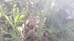 Mesembryanthemum splendens splendens