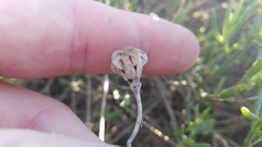 Mesembryanthemum splendens splendens