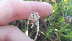 Mesembryanthemum splendens splendens