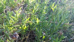 Mesembryanthemum splendens splendens