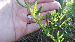 Mesembryanthemum splendens splendens