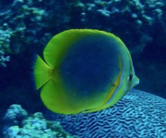 Chaetodon aureofasciatus