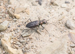 Cicindela punctulata punctulata