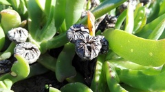 Glottiphyllum longum