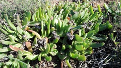 Glottiphyllum longum