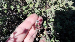 Drosanthemum fourcadei