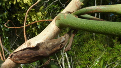 Philodendron pedatum