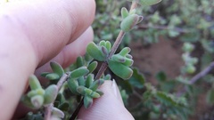 Drosanthemum fourcadei