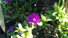 Delosperma versicolor