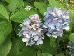 Hydrangea macrophylla