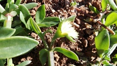 Mesembryanthemum haeckelianum