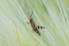 Epacromius pulverulentus