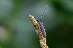 Agapanthia dahli
